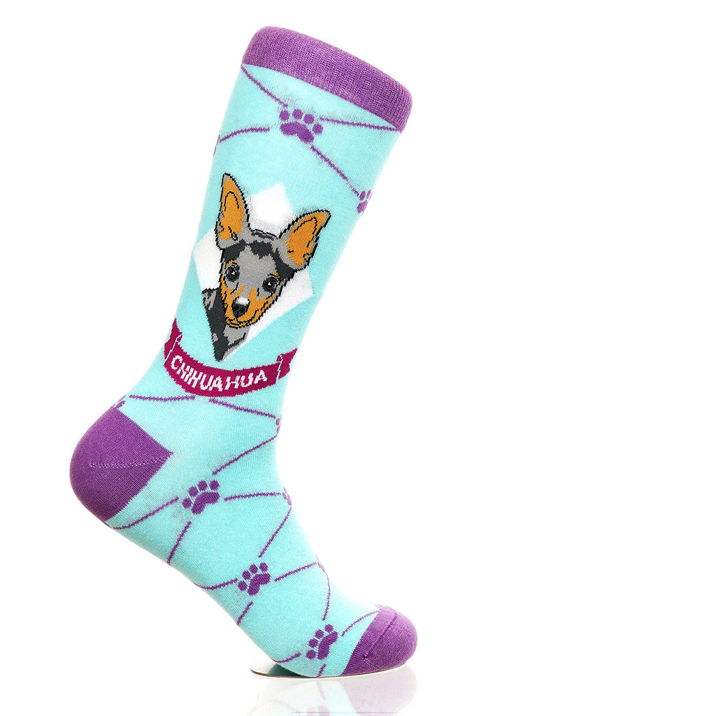 Chihuahua | Argyle Pups