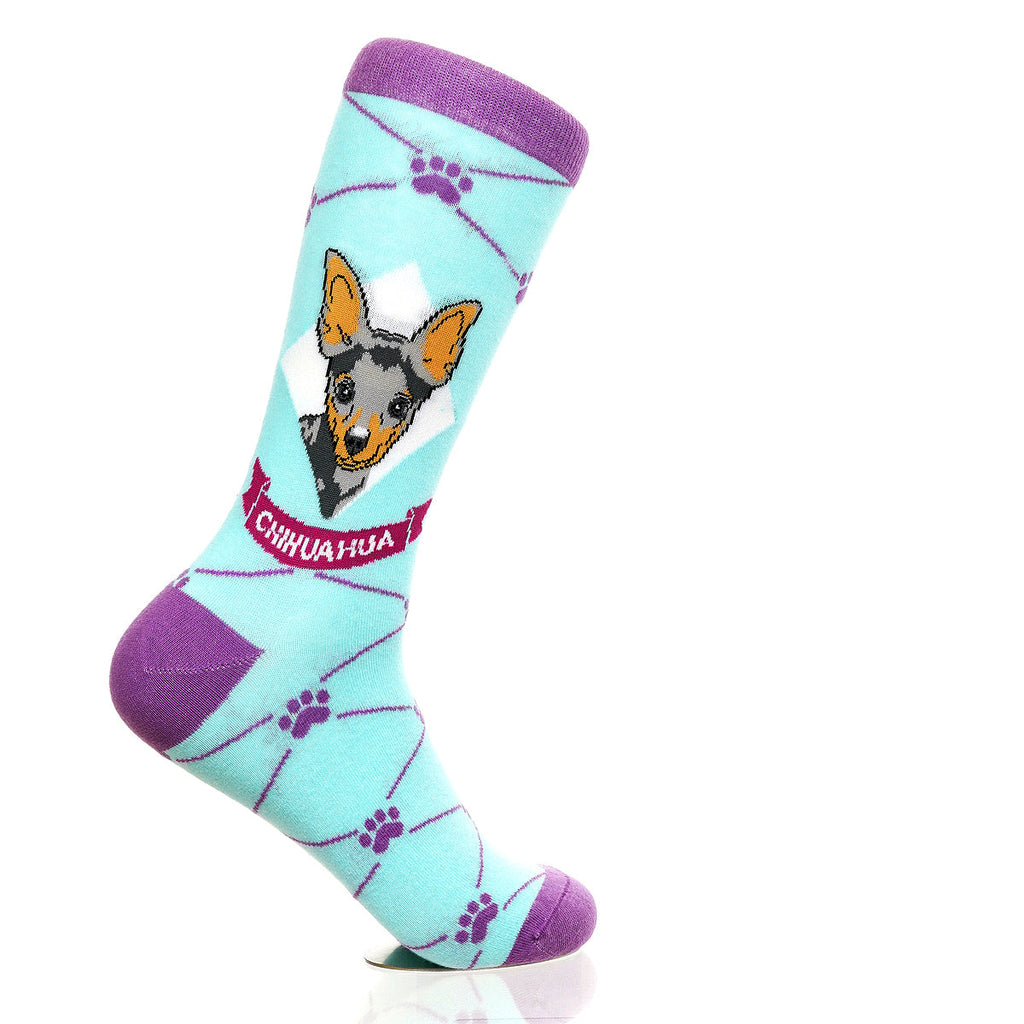 Chihuahua | Argyle Pups