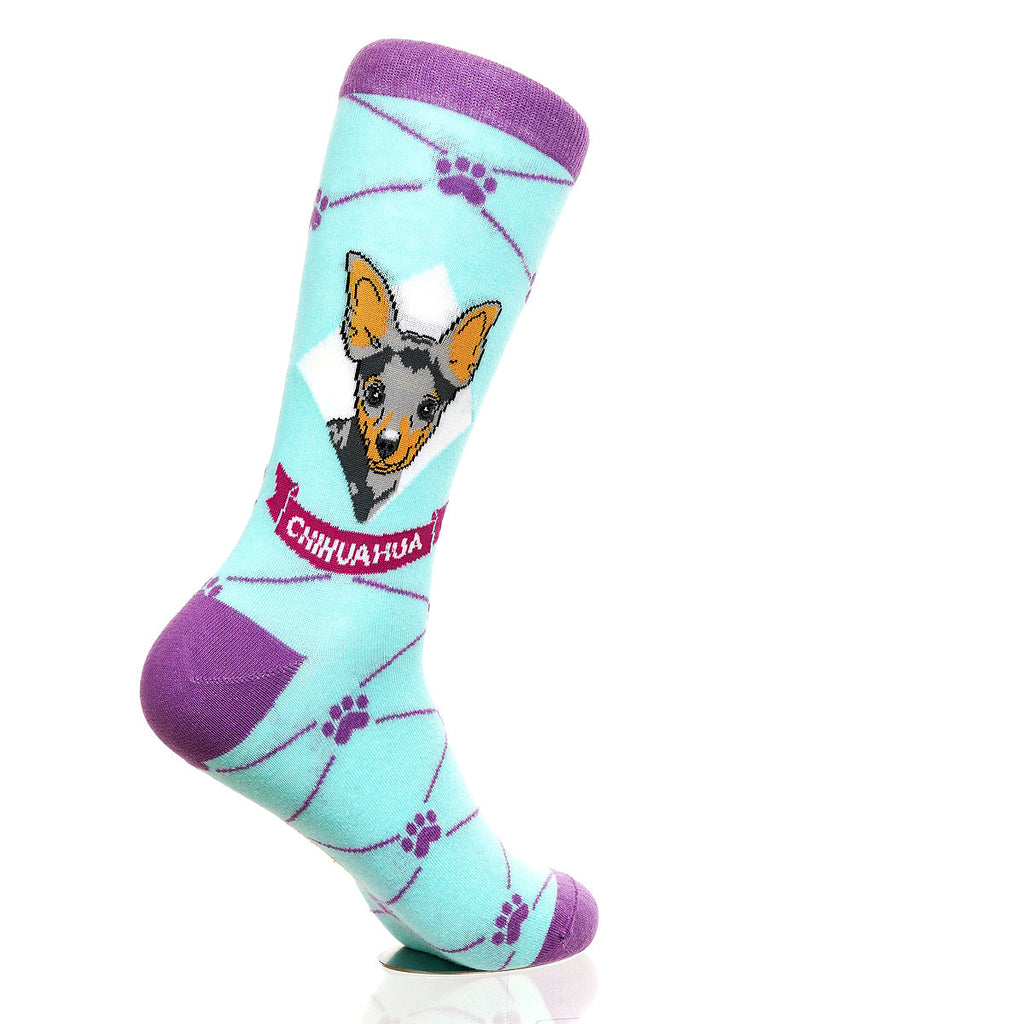 Chihuahua | Argyle Pups