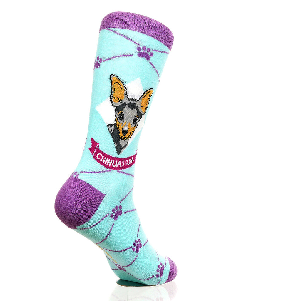 Chihuahua | Argyle Pups