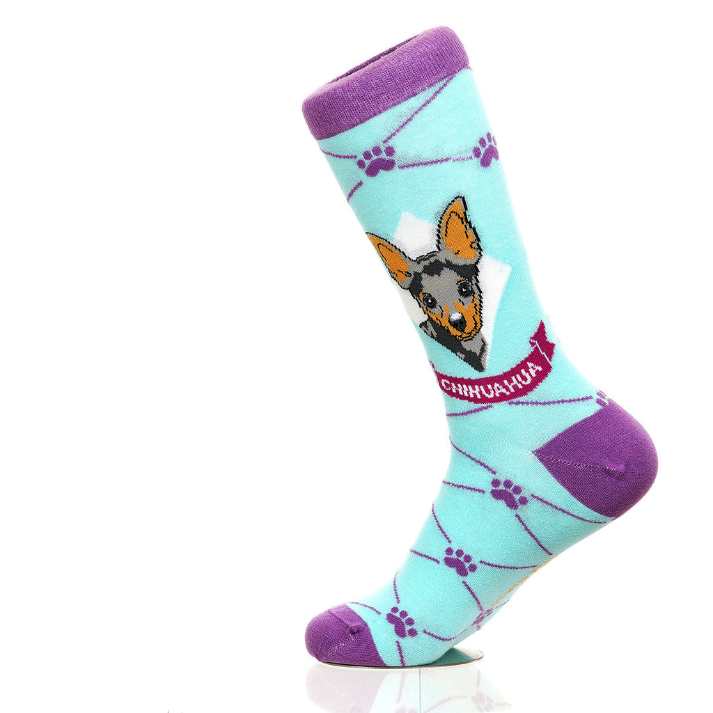 Chihuahua | Argyle Pups