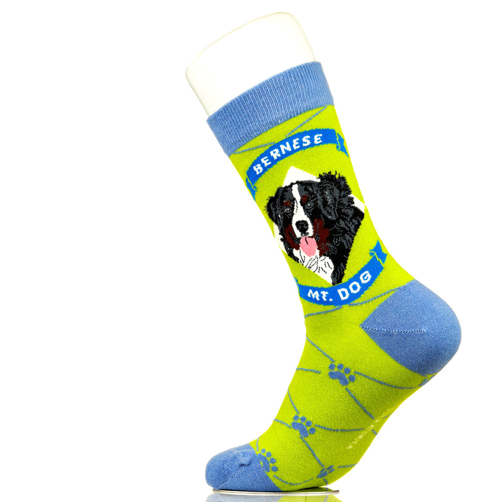 Bernese Mountain Dog | Argyle Pups