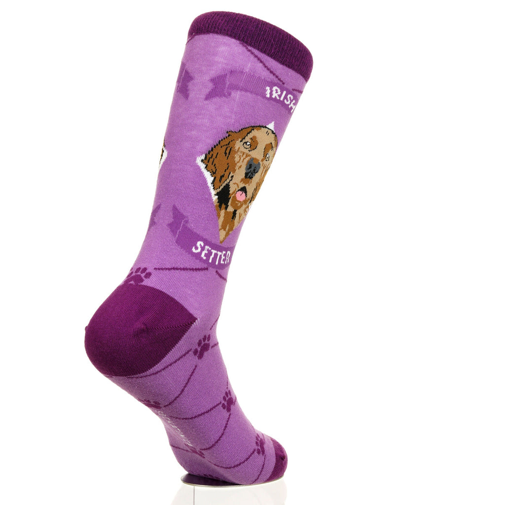 Irish Setter | Argyle Pups
