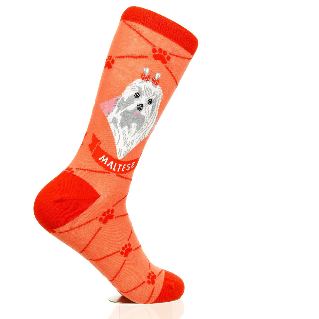 Maltese | Argyle Pups