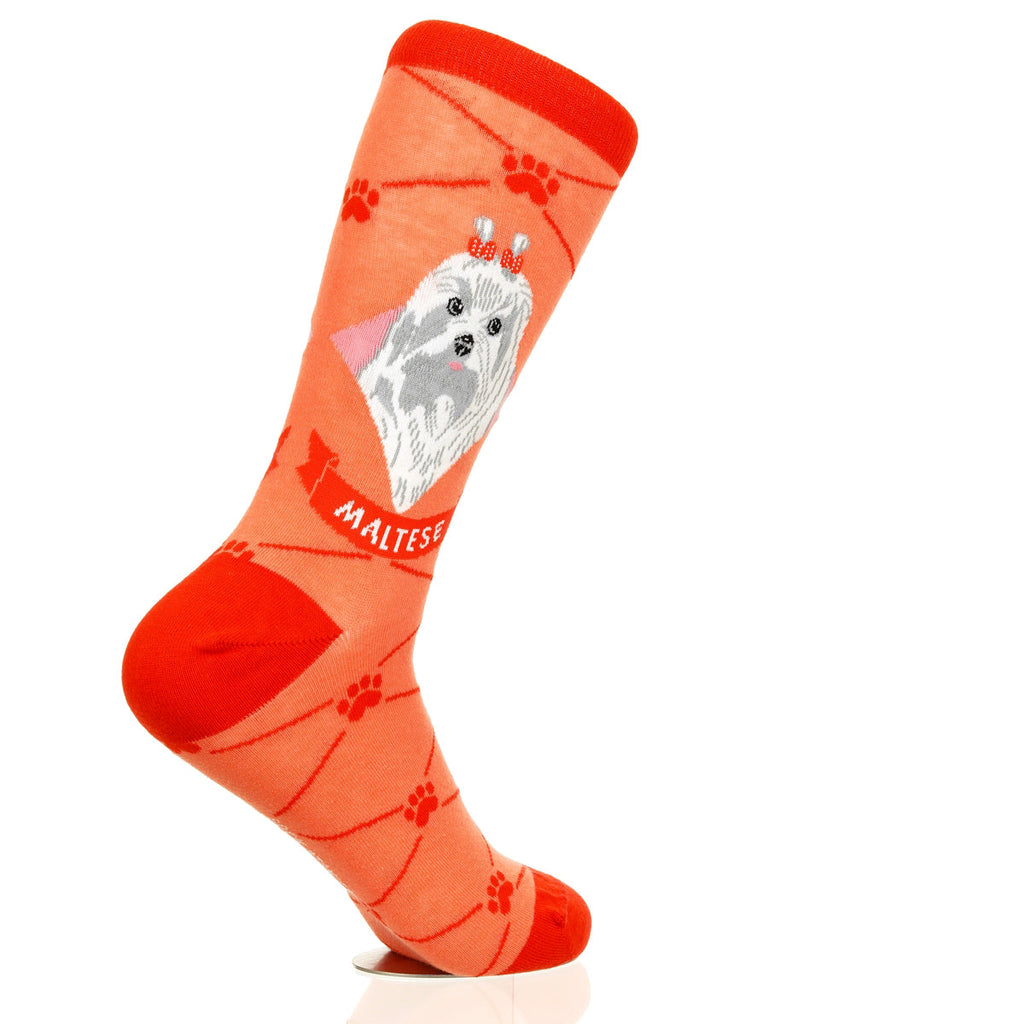 Maltese | Argyle Pups