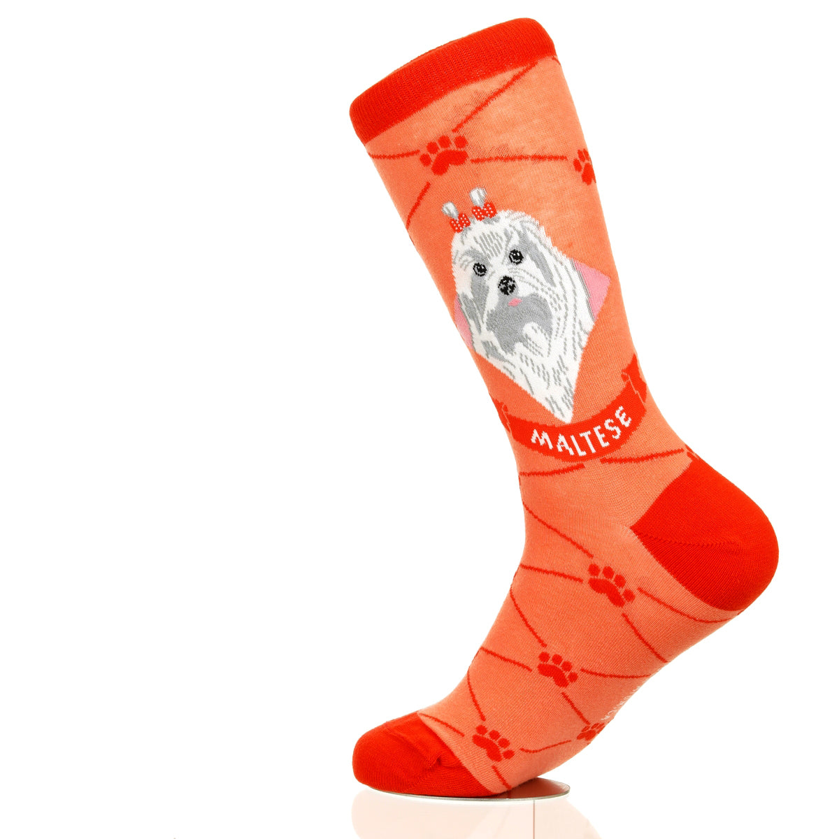 Maltese | Argyle Pups