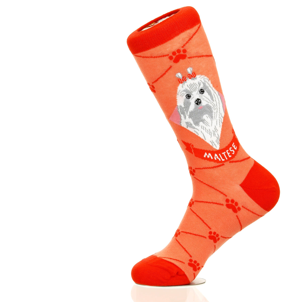 Maltese | Argyle Pups