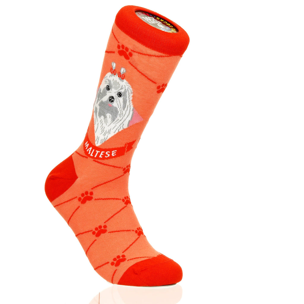 Maltese | Argyle Pups