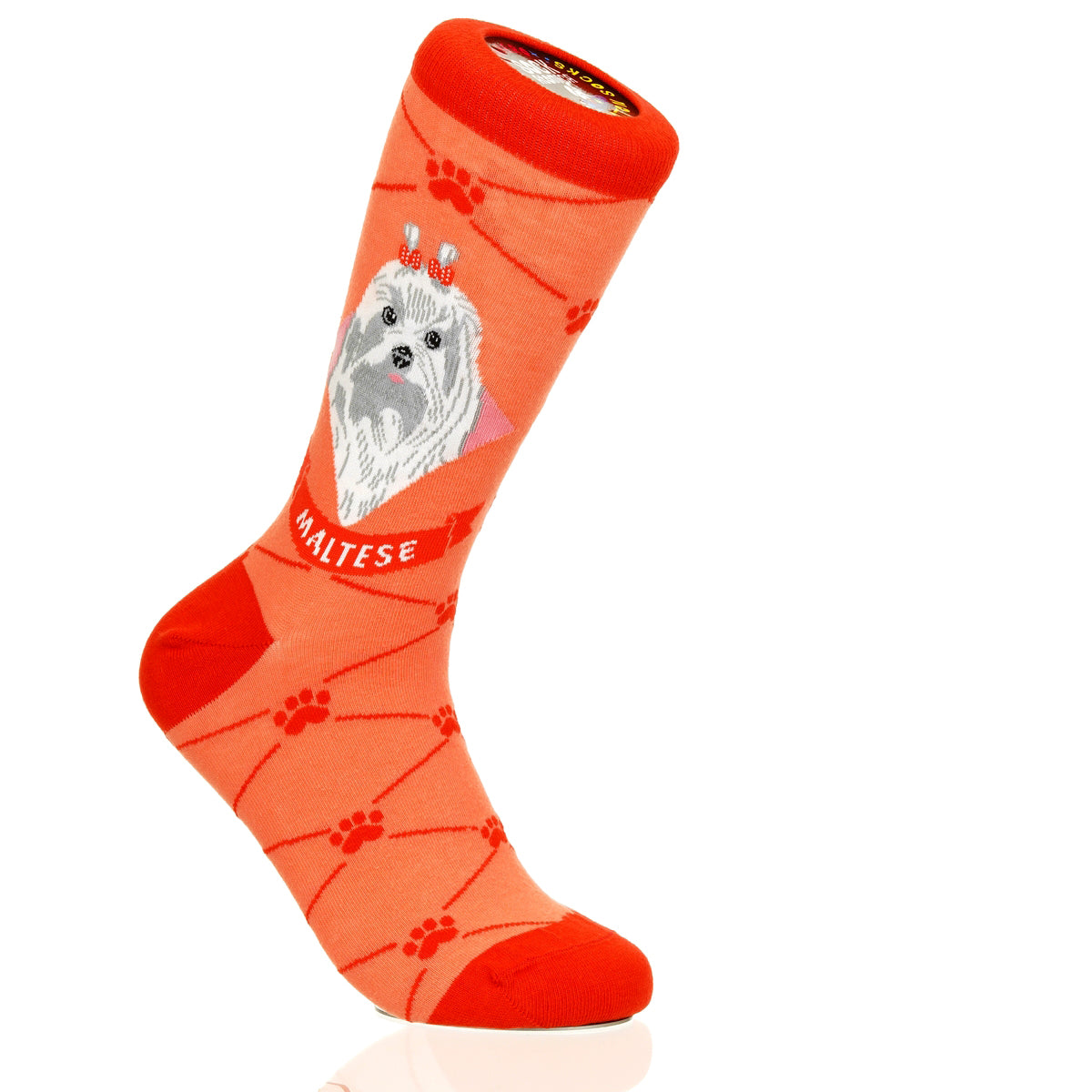 Maltese | Argyle Pups